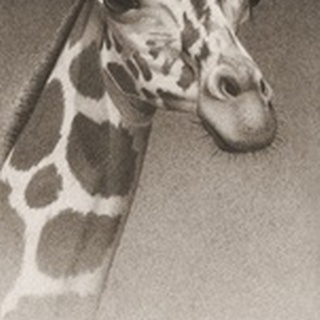Jean, the Giraffe