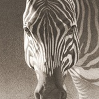 Grant, the Zebra