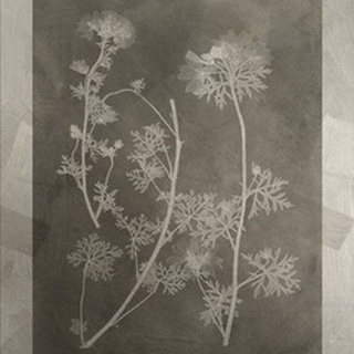 Lustr Herbarium Study IV in Aged Silver