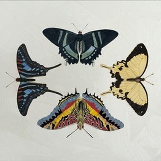 Lustr Display of Butterflies III in Pearl White