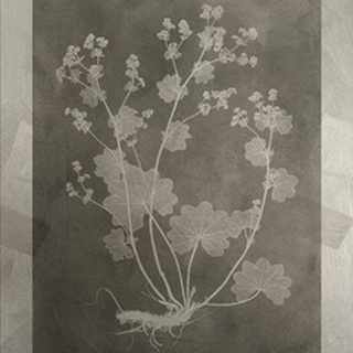 Lustr Herbarium Study I in Aged Silver