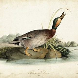 Audubon Ducks V