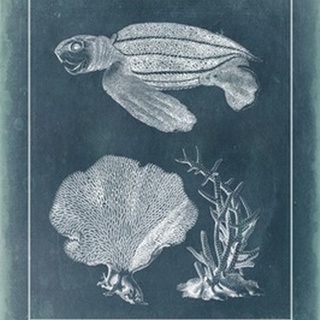 Azure Sea Turtle Study II