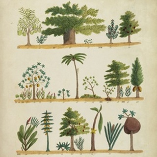 Arbor Sampler I