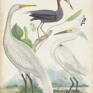Antique Heron & Waterbirds III