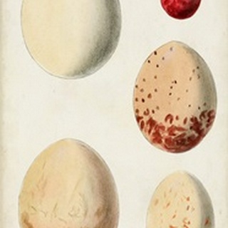 Antique Bird Eggs III