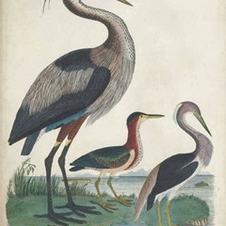Antique Heron & Waterbirds IV