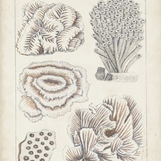 Antique White Coral I
