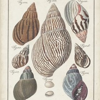 Antique Shell Pair II