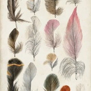 Antique Bird Feathers III