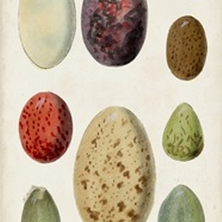 Antique Bird Eggs I