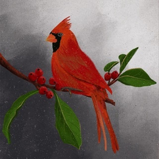 Red Cardinal II