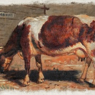 Colman Color Study of Cows I