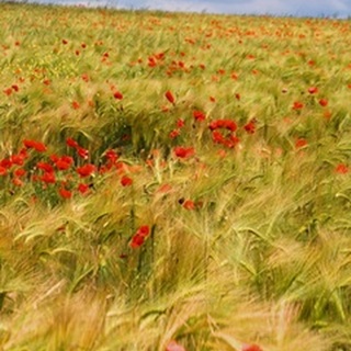 Poppies in Field II
