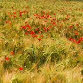 Poppies in Field I