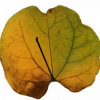 Leaf Inflorescence III
