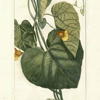 Botanical by Buchoz I