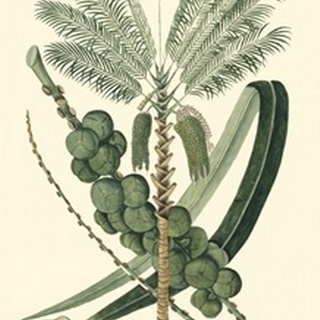 Exotic Palms IV