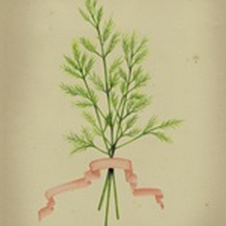 Herb Series V
