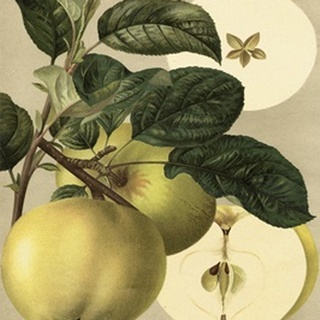 Apple Harvest I