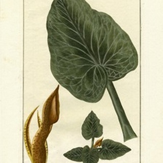 Botanical by Buchoz II