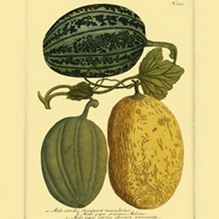Antique Melons I
