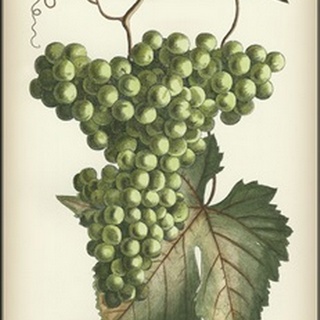 Green Grapes II