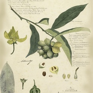 Descube Botanical II