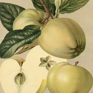 Apple Harvest II