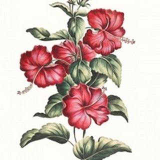 Flowering Hibiscus III