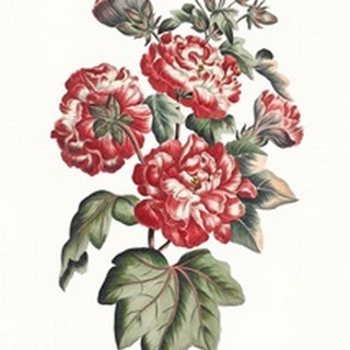 Flowering Hibiscus IV