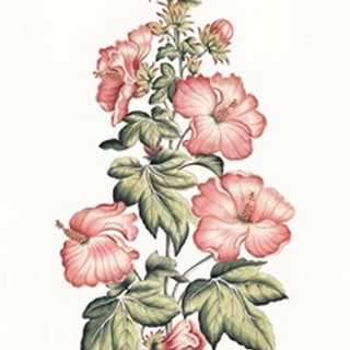 Flowering Hibiscus II