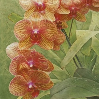 Island Orchid III