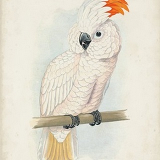 Antique Cockatoo II