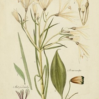 Antique Botanical Sketch I