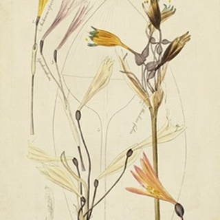 Antique Botanical Sketch VI