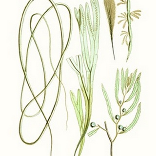 Antique Seaweed Composition III