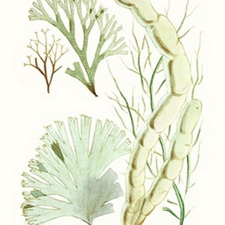 Antique Seaweed Composition I