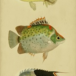 Trio of Tropical Fish I