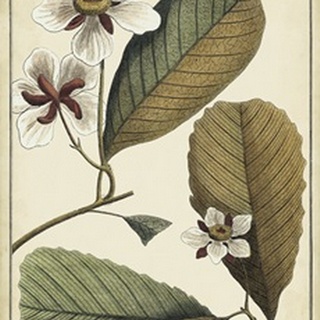 Ivory Botanical Study III