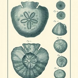 Shells in Aqua III