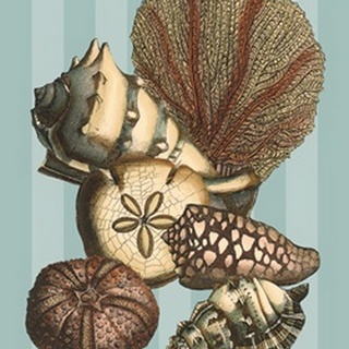 Shell and Coral on Aqua II
