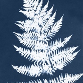Cyanotype Fern Leaf II