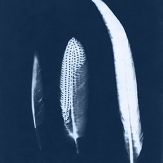 Cyanotype Feather Trio II
