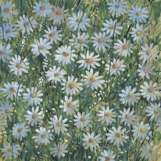 A Field of Daisies I