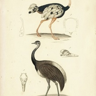 Antique Ostrich Study