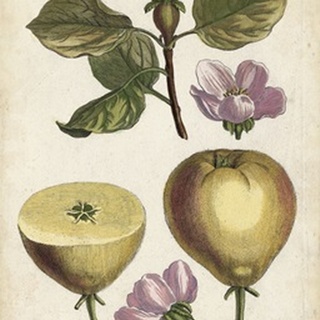 Antique Pear Study IV