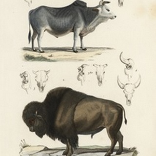 Antique Cow and Bison Study