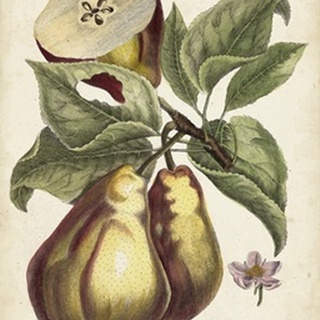 Antique Pear Study I