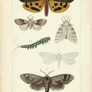 Antique Butterfly Study I